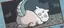 しぃのプロフィール画像