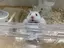 ぽんのプロフィール画像