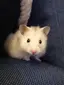 うにっこのプロフィール画像