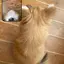 あおのプロフィール画像
