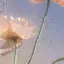 みみのプロフィール画像