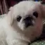 wasabiのプロフィール画像