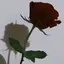 あらたのプロフィール画像