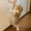 もふこのプロフィール画像