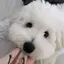 Rinaのプロフィール画像