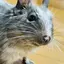 さつきのプロフィール画像
