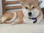 コムギのプロフィール画像