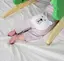 mizukiのプロフィール画像