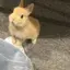 もももえのプロフィール画像
