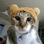 にゃんこ大好きのプロフィール画像