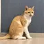 Hitomiのプロフィール画像