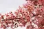 桜のプロフィール画像