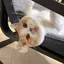 mifuのプロフィール画像