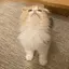 倫和のプロフィール画像
