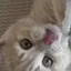 詩歩のプロフィール画像