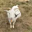 なにょのプロフィール画像