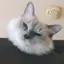 かさねのプロフィール画像