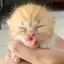 ぴのプロフィール画像
