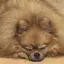 Rのプロフィール画像