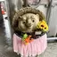 ぽんぽこのプロフィール画像
