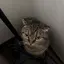 キリのプロフィール画像