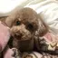 めぐのプロフィール画像