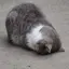 リコのプロフィール画像