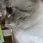 Kittyのプロフィール画像