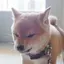 masのプロフィール画像