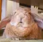 もふわのプロフィール画像