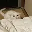 to.のプロフィール画像