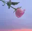 yのプロフィール画像
