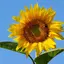 Summer　Flowerのプロフィール画像