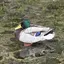 まことのプロフィール画像