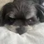 azukiのプロフィール画像