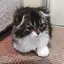 サラのプロフィール画像