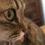 はなのプロフィール画像