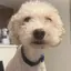 honoのプロフィール画像