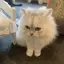 ロイ丸のプロフィール画像