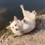😸のプロフィール画像