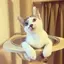 Aoneのプロフィール画像