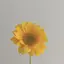 あいのプロフィール画像