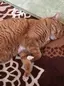 愛猫のプロフィール画像