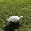 湯のプロフィール画像
