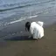 りぃこのプロフィール画像