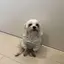 こまのプロフィール画像