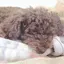 りんごのプロフィール画像