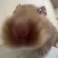 ぽんちきのプロフィール画像