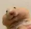 かのプロフィール画像