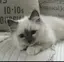 さのプロフィール画像